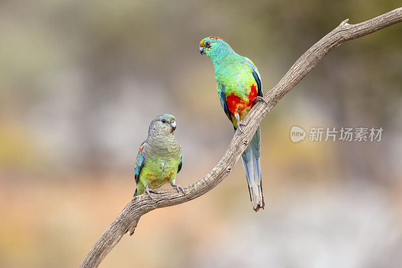 Mulga Parrot, Cunnamulla, QLD, Australia